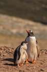 Falkland Islands, Saunders Island. Gentoo penguin and chick. Art Print